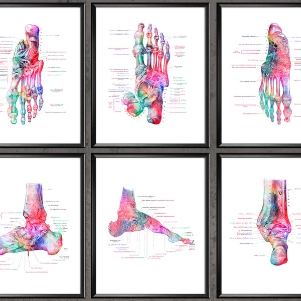 Foot Bones Anatomy Print Set of 6 Podiatry Art Medical Poster Orthopedist Gift Podiatrist Gift Doctor Office Decor Medicine Print