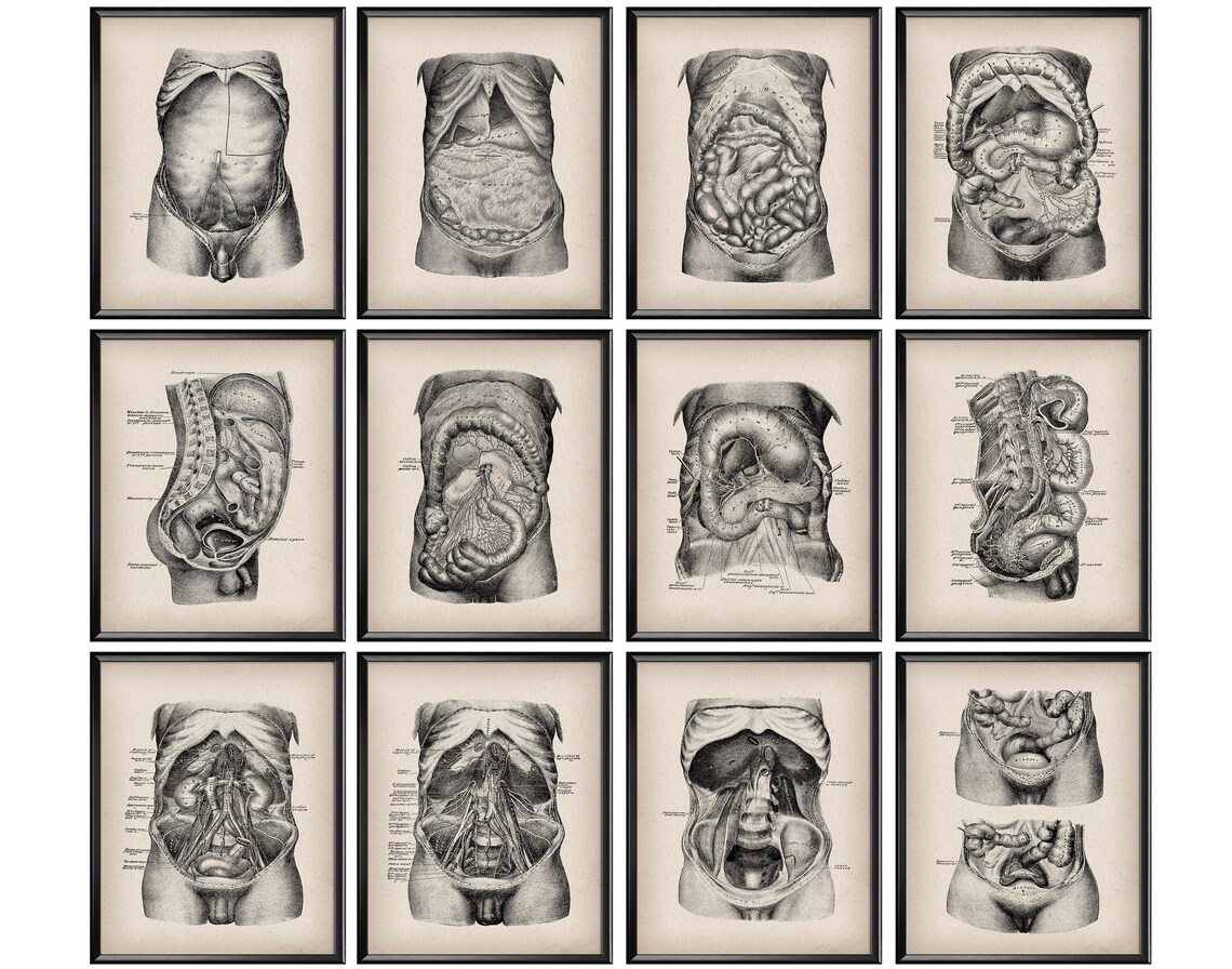 12 Vintage Anatomy Posters Digestive System Art Abdominal Cavity ...