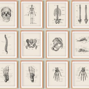 12 Anatomical Human Skeleton Art Posters Skeleton Anatomy Diagram Skeletal Bones Print Skull Spine Rib Cage Pelvis Hand Bones Foot Bones Art