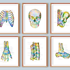Set 6 of Orthopedic Anatomy Art Posters Osteopath Gift Human Skeleton Physiology Art Medical Artwork Orthopedic Surgeon Gift Chiropractor
