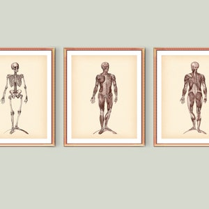 Vintage Anatomy Decor Human Anatomical Body Poster Skeleton Art Medical Art Physiology Art Doctor Decor Surgeon Gift Physical Therapist Gift