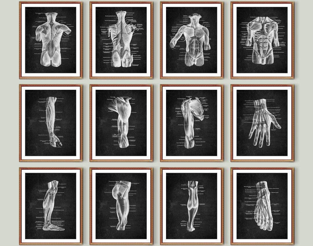 12 Anatomy Art Muscular System Art Medical Art Chalkboard Art Physical ...