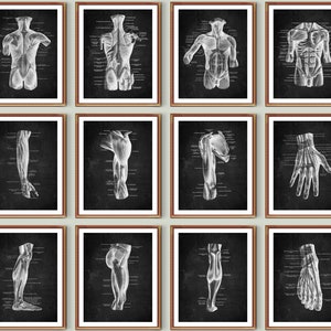 12 Anatomy Art Muscular System Art Medical Art Chalkboard Art Physical Therapist Gift Massage Clinic Wall Art Fitness Decor Sports Medicine