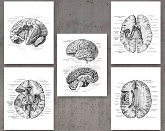 Neurología Arte Anatómico Cerebro Póster Decoración Médica Neurólogo Regalo Neurocientífico Regalo Escuela de Medicina Decoración Psiquiatra Oficina Imprimir