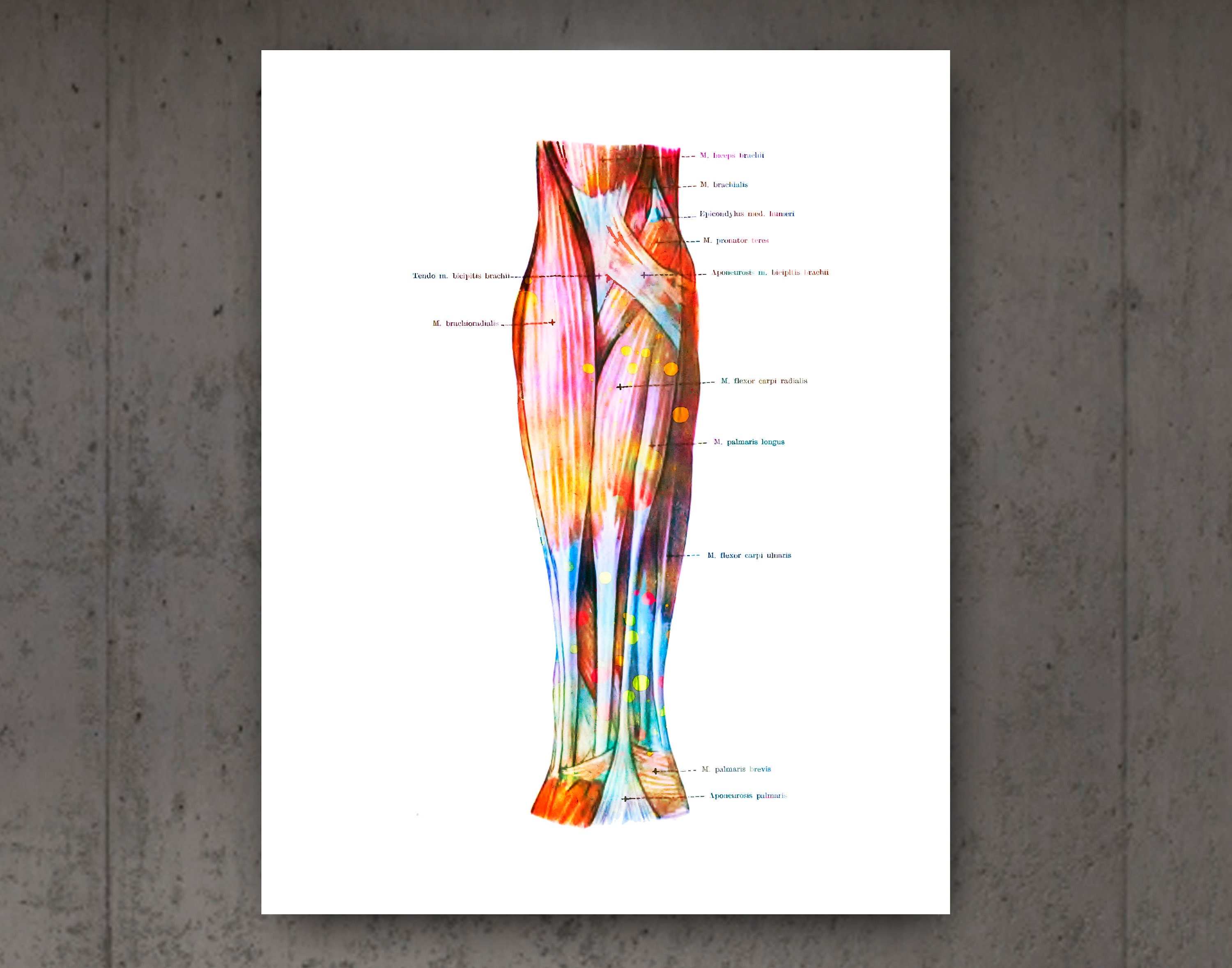Anatomical Muscular System Print Set Arm Muscles Poster | Etsy