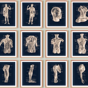 12 Physiology of Human Muscular System Art, Skeletal Muscles Poster, Musculoskeletal System Diagram, Labeled Muscles, Muscle Types Chart