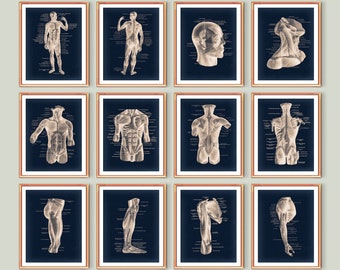 12 Physiologie der menschlichen Muskelsystemkunst, Skelettmuskeln Poster, Musculoskeletal System Diagramm, beschriftete Muskeln, Muskeltypen Chart