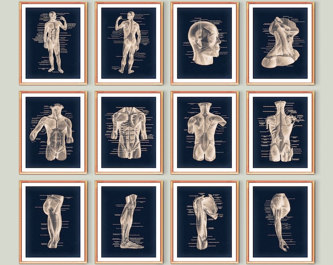 Muscle Anatomy Charts | Human Body Posters | Bodybuilding Posters ...