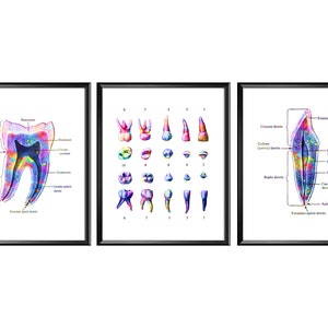 Dentist Art Watercolor Tooth Anatomy Poster Dental Anatomy Orthodontist Gift Dental Clinic Wall Art Hygienist Gift Dentistry Education