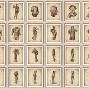 Set 24 Vintage Muscular Anatomy Posters Human Anatomy Art Antique Medical Decor Massage Clinic Wall Decor Doctor Gift Anatomy Education Art