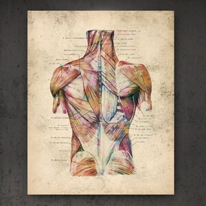 Human Muscular System Anatomy Vintage Poster Torso Muscles Print Doctor ...