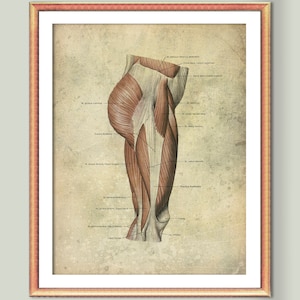 12 Anatomy Muscular System Vintage Posters Body Muscles Structure ...