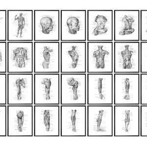 Anatomy of Skeletal Muscles Poster Set 28, Human Muscular System, Musculature Art, Medical Anatomy Education, Med School Decor, Doctor Gift