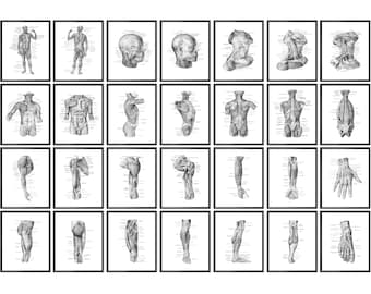 Peut inclure: Un ensemble de 24 illustrations anatomiques du corps humain, montrant les muscles et les os. Les illustrations sont en noir et blanc et sont encadrées en noir.