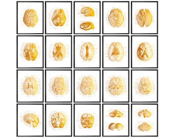 20 carteles anatómicos dorados del cerebro, arte de neurociencia, cartel de neurología, estructura del cerebro humano, diagrama etiquetado, neurólogo, decoración de pared de oficina