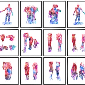 12 Anatomy Art Posters Physical Therapy Art Muscle Art Human Physiology Poster Medical Artwork Massage Clinic Decor Massage Therapist Gift
