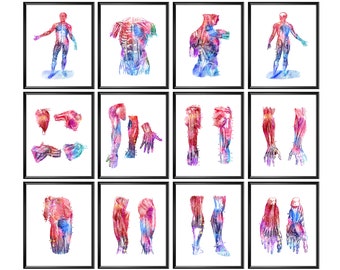 Vintage Anatomy Art Print: Muscle Structure, Floral Medical Decor ...