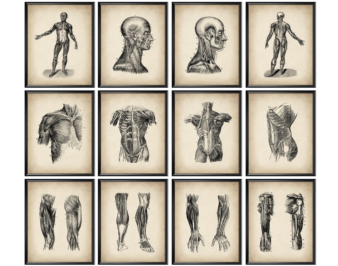 Set 12 Vintage Anatomy Art Muscular System Print Medical Art Massage ...