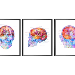 Cranio Cerebral Topography Poster Human Brain Anatomy Art Anatomical Brain Medical Art Neurology Art Clinic Decor Neurologist Gift