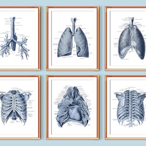 Lungs Anatomy Poster Set 6 Respiratory System Bronchial Tree Art Pulmonologist Gift Nurse Gift Doctor Assistant Gift Med Cabinet Decor