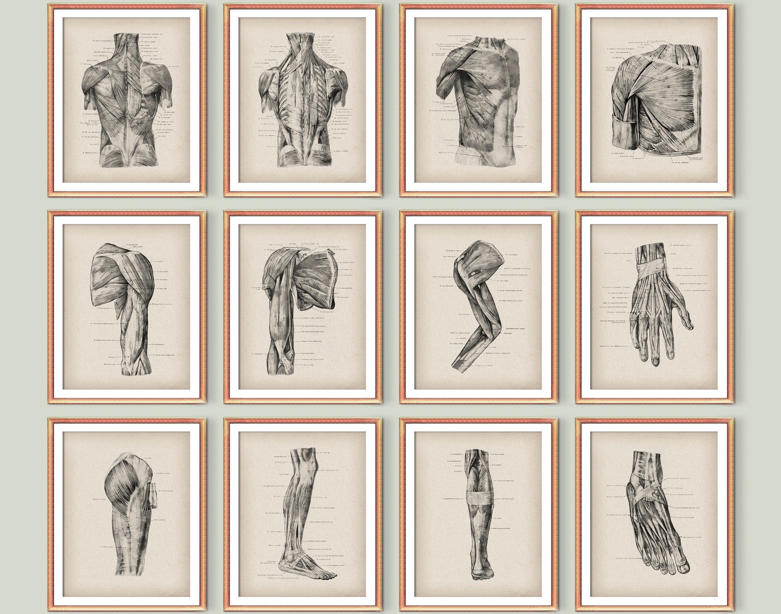 12 Vintage Anatomy Poster Human Muscular System Structure Doctor Office ...