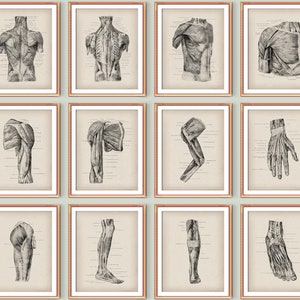 12 Vintage Anatomy Poster Human Muscular System Structure Doctor Office Decor Massage Therapist Gift Medical Art Clinic Wall Art