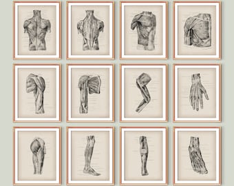 May include: A set of 12 vintage anatomical illustrations of the human muscular system. The illustrations show the muscles of the back, chest, arms, legs, hands, and feet. The illustrations are in black and white and have a vintage aesthetic.