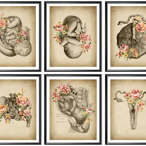 Vintage Childbirth Art Set of 6, Obgyn artwork, Midwife Gift, Woman Anatomy Art, Infant Art, Fetus Art, Reproductive System, Gynecology Art