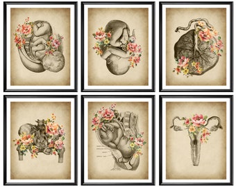 Vintage Childbirth Art Set of 6, Obgyn artwork, Midwife Gift, Woman Anatomy Art, Infant Art, Fetus Art, Reproductive System, Gynecology Art