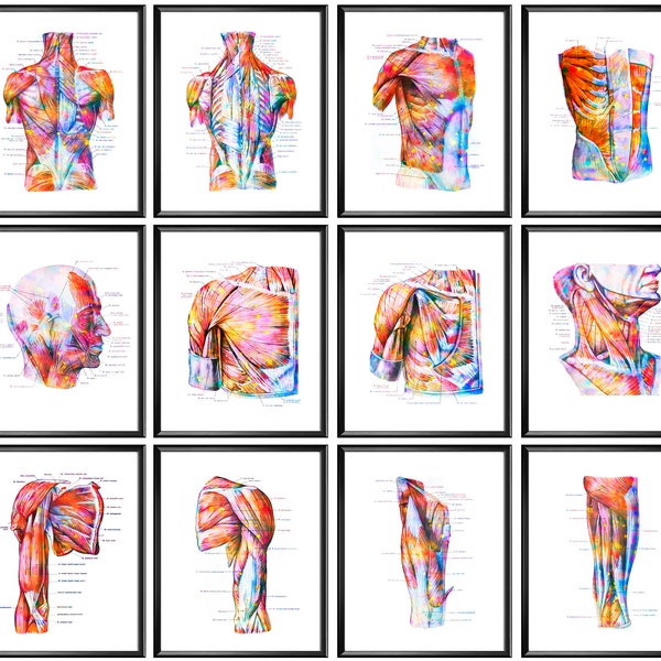 12 Watercolor Anatomy Art Muscular System Posters Muscles Structure Diagram Medical Art Massage Clinic Decor Surgeon Office Gift Doctor Gift