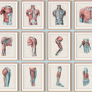 Human Muscular System Anatomy Print Set of 12 Muscles Structure Watercolor Art Medical Decor Massage Clinic Art Surgical Anatomy Posters