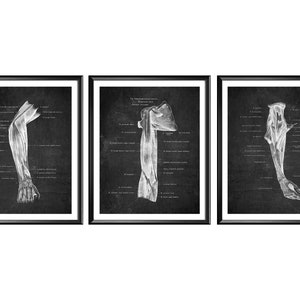 Anatomical Arm and Hand Poster Anatomy Chalkboard Art Muscles of Arm and Shoulder Structure Orthopedic Office Decor Massage Therapist Gift