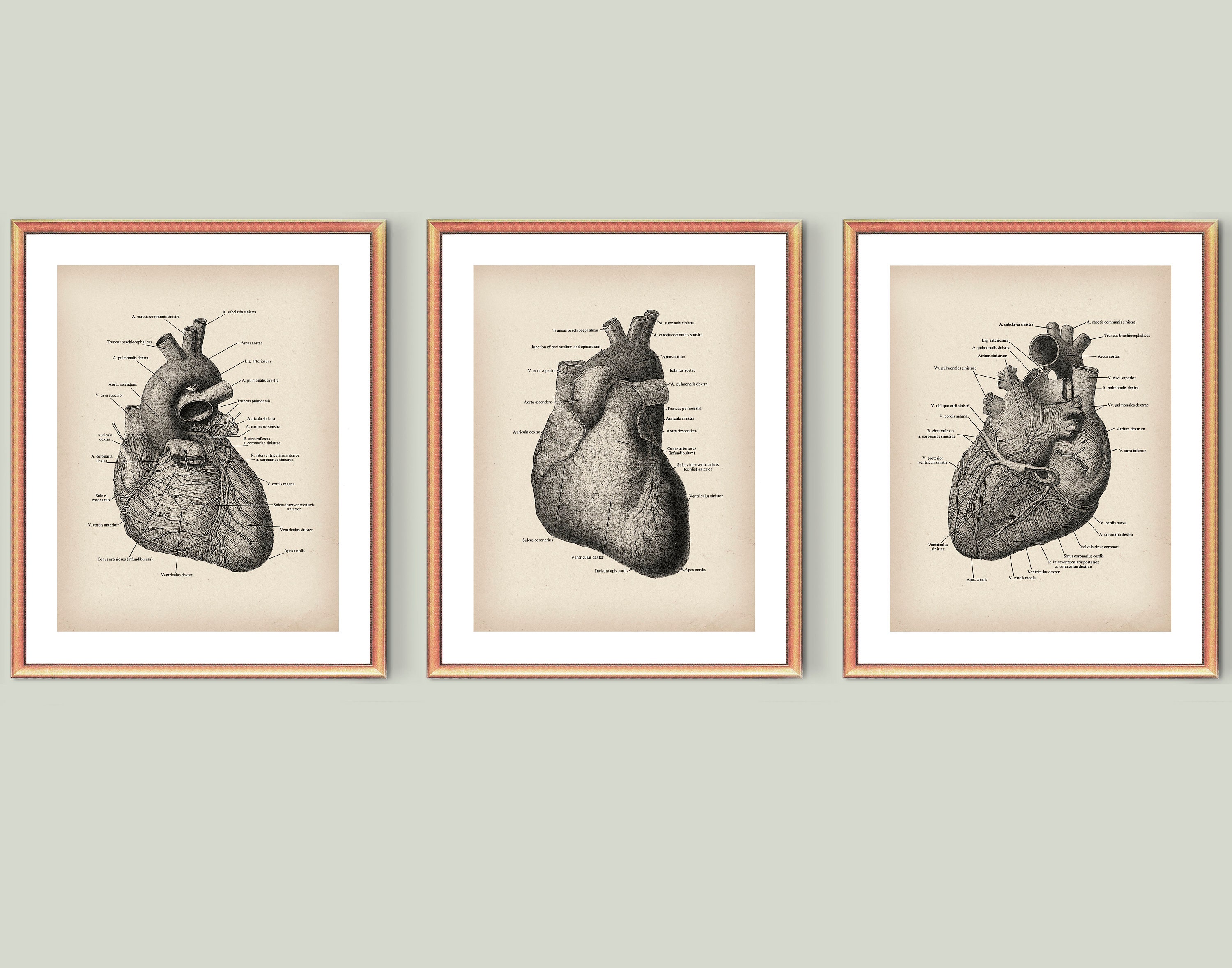 3 Anatomical Heart Poster Medical Art Cardiologist Gift Circulatory ...