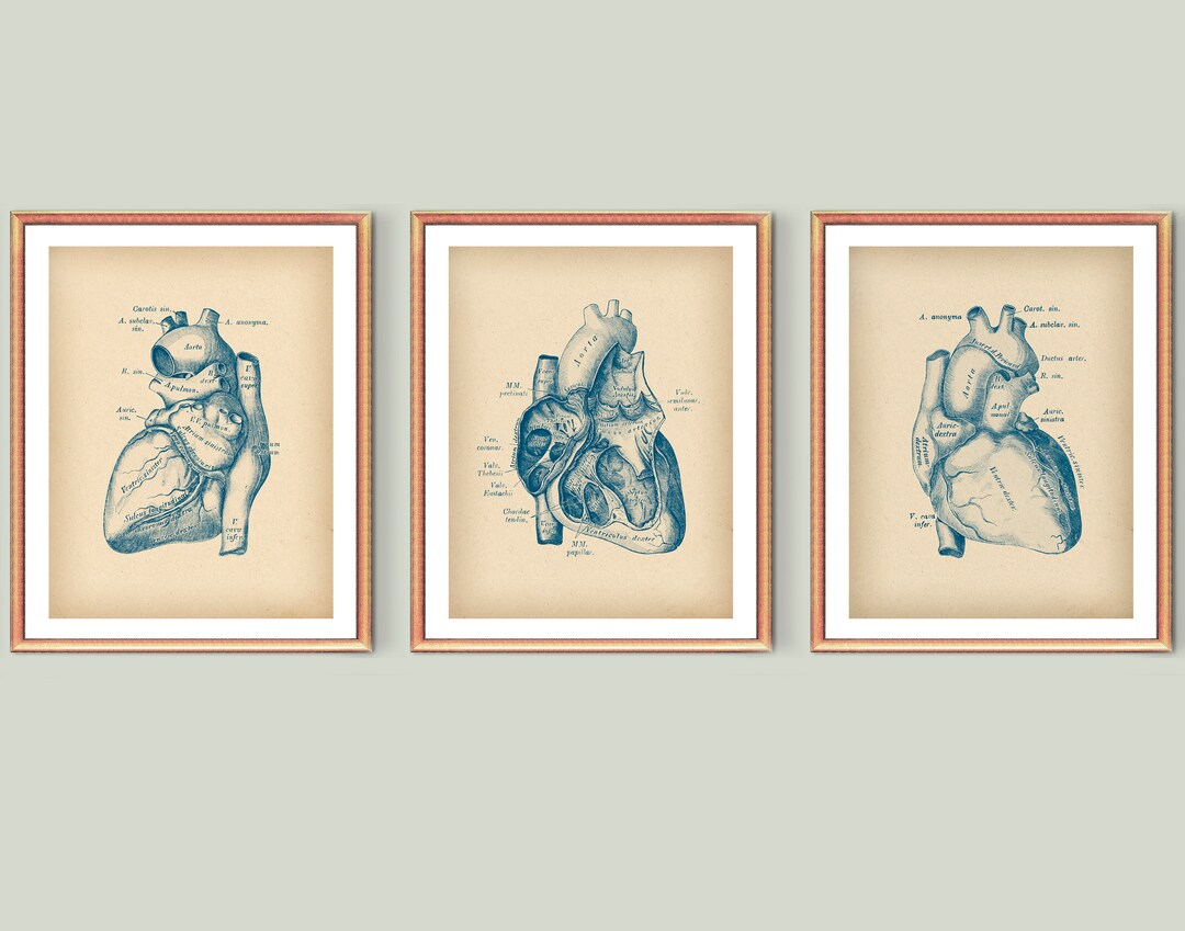 3 Vintage Anatomy Art Anatomical Heart Art Cardiology Art Medical Art ...