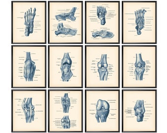 12 Carteles de anatomía del pie y el tobillo, Sistema esquelético, Estructura de la articulación de la rodilla, Articulación del tobillo, Anatomía de la rodilla, Regalo de oficina del podólogo, Regalo ortopédico
