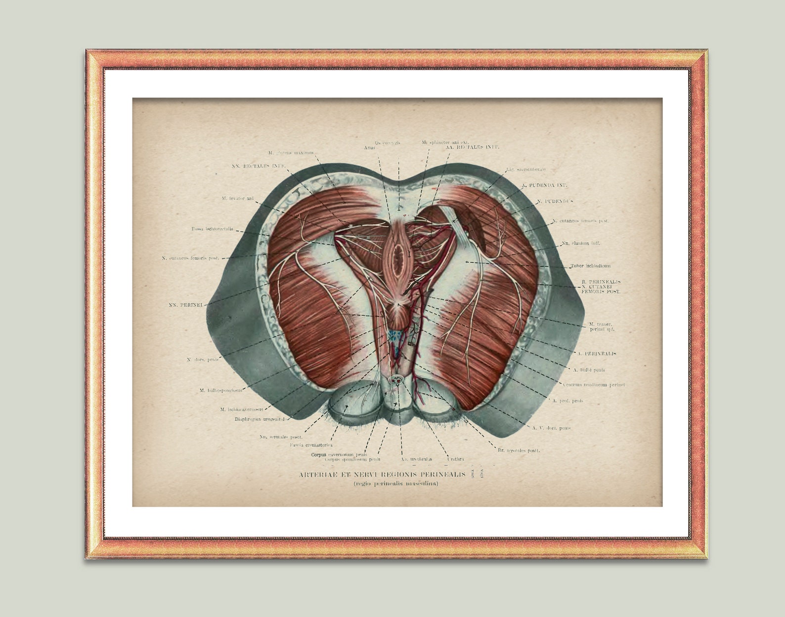 Male Perineal Anatomy Poster Pelvic Floor Art Genitourinary Etsy