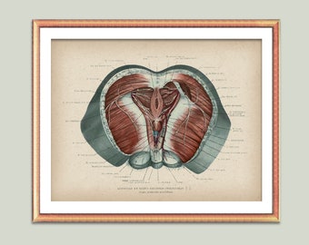 Male perineal anatomy poster, Pelvic floor art, Genitourinary system, Muscles anatomy, Surgery art, Clinic decor, Doctor gift