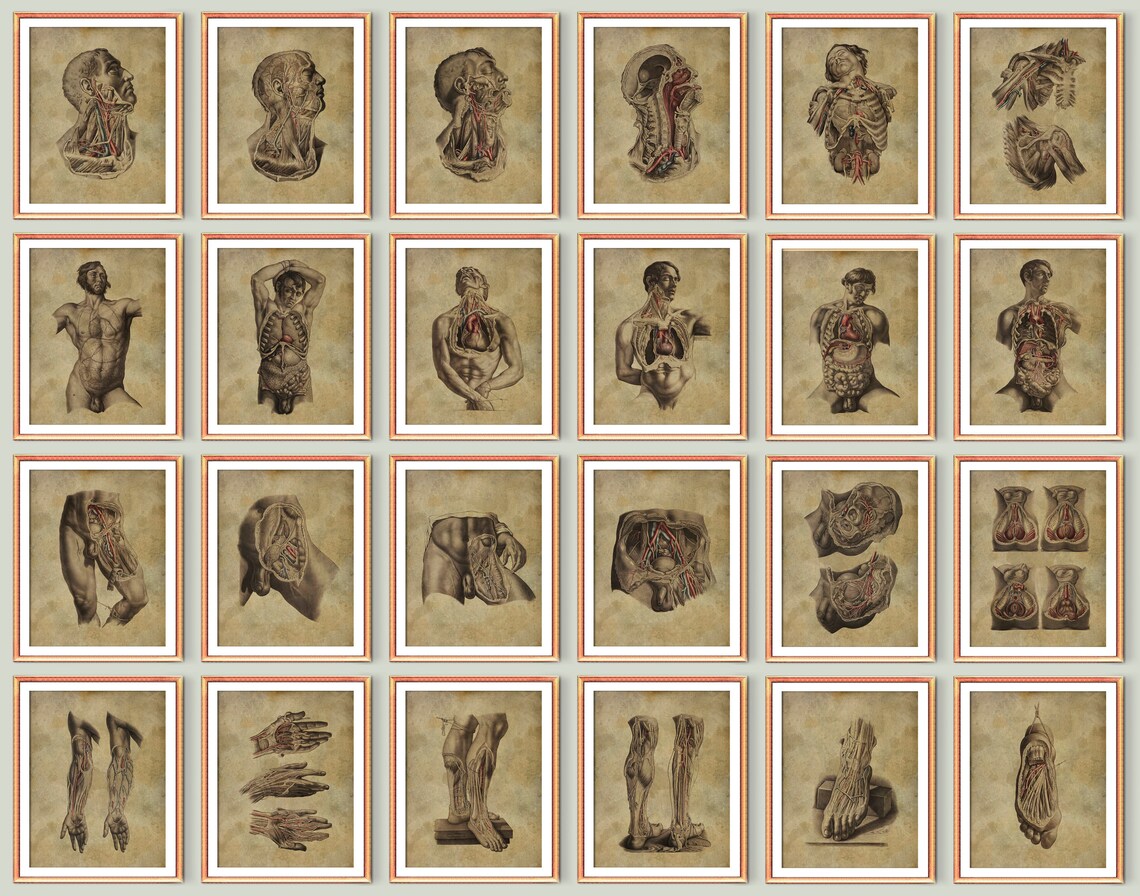 24 Vintage Human Anatomy Diagram Posters Anatomical Systems - Etsy