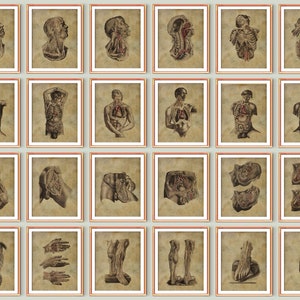 24 Vintage Human Anatomy Diagram Posters Anatomical Systems Labeled Chart Circulatory System Medical Art Doctor Office Decor