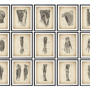 15 Vintage Human Muscular System Posters Physiology Art Surgical Anatomy Decor Medical Artwork Clinic Wall Decor Surgeon Gift Doctor Gift