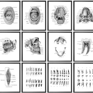 12 Zahnanatomie-Kunst-Zahnanatomie-Druck-Zahnärztin-Geschenk-Zahnärztin-Dekor-Kieferorthopädengeschenk