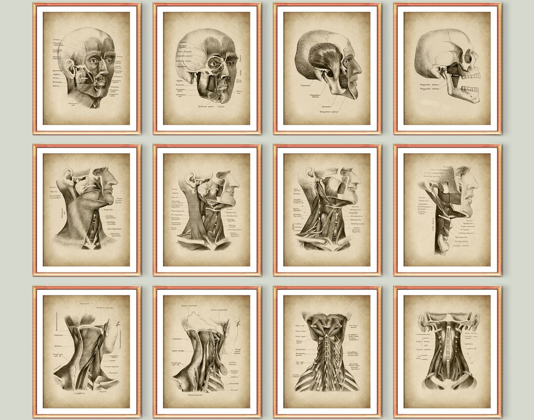 12 Vintage Anatomy Posters Muscles of the Head and Neck Facial Muscles ...