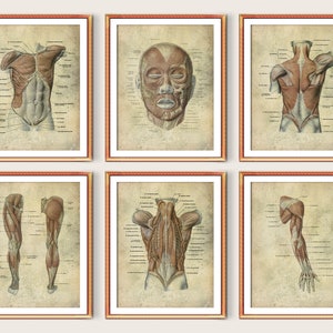 6 Human Body Anatomy and Physiology Vintage Posters Medical Art Antique Anatomy Decor Labeled Body Structure Doctor Office Decor Surgeon Art