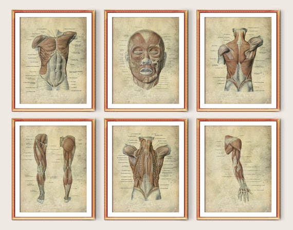 6 Human Body Anatomy and Physiology Vintage Posters Medical | Etsy