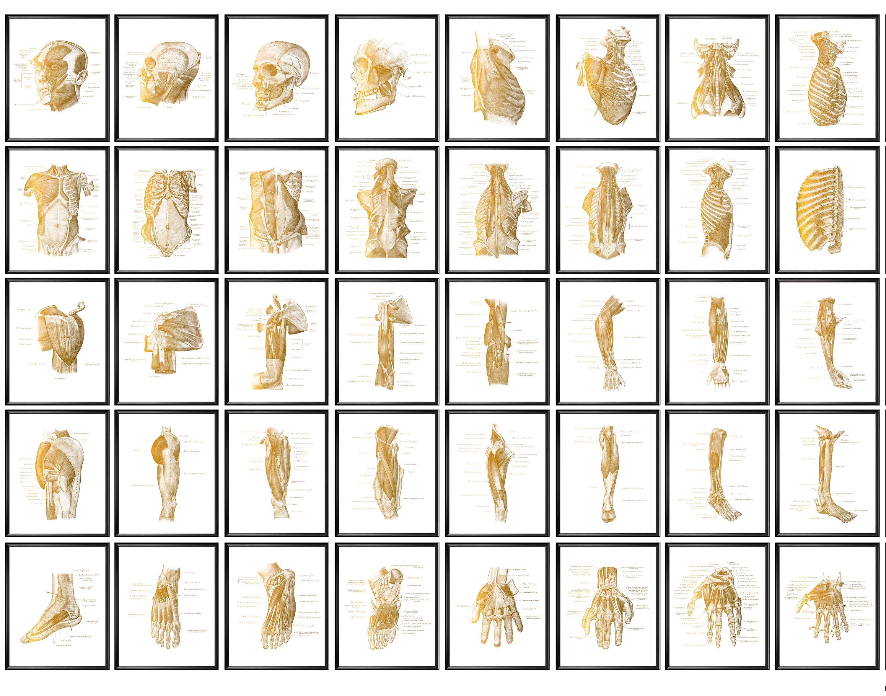 40 Gold Anatomy Posters Human Musculoskeletal System Art Physical ...
