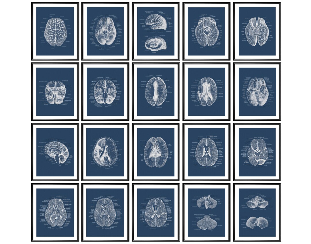 20 Neurology Art Brain Anatomy Art Cross Section Diagram Medical Decor ...