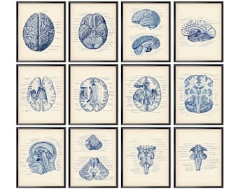 Póster de arte anatómico de neurología, arte vintage, gráfico de pared de anatomía del cerebro, decoración médica, regalo científico, arte para el consultorio del médico, regalo para neurólogo