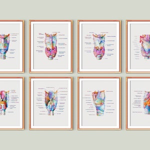 8 Respiratory System Anatomy Art Posters Larynx Anatomy Labeled Structure Diagram Medical Art Doctor Gift Pulmonologist Office Decor