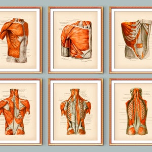 Set 6 Body Muscles Anatomy Art Medical Art Back Muscles Poster Front Muscles Anatomical Torso Art Massage Therapist Office Decor Doctor Art