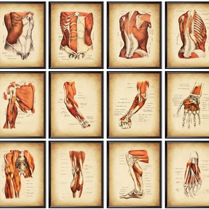 12 Vintage Musculoskeletal Anatomy Poster Drawings Anatomical Body Diagram Medical Art Massage Therapist Gift Surgeon Gift Doctor Office Art